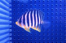 画像1: 【海水魚】【通販】シマヤッコ(SM-Mサイズ)(1匹)50-55mm前後　(サンプル画像）（生体）(海水魚)（サンゴ） (1)