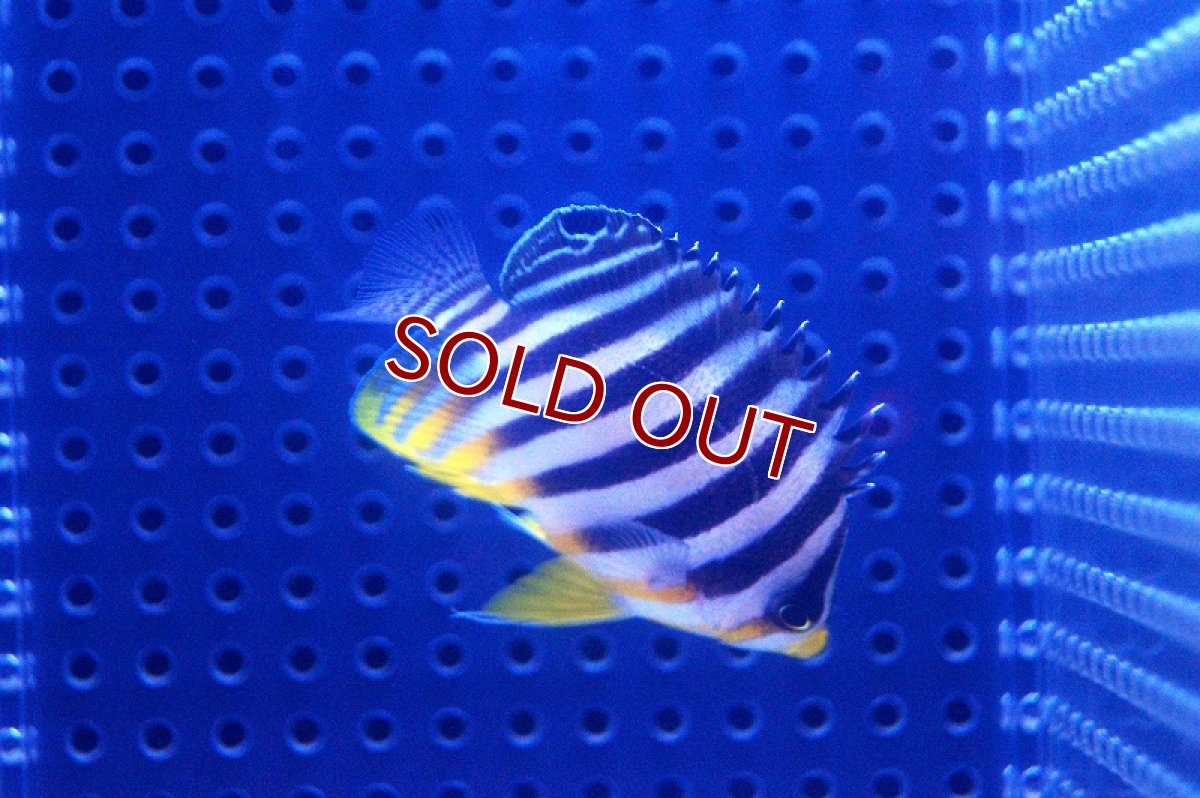 画像2: 【海水魚】シマヤッコ(SM-Mサイズ)(1匹)50-55mm前後　(サンプル画像）（生体）(海水魚)（サンゴ） (2)