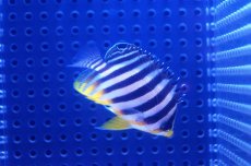 画像2: 【海水魚】【通販】シマヤッコ(SM-Mサイズ)(1匹)50-55mm前後　(サンプル画像）（生体）(海水魚)（サンゴ） (2)