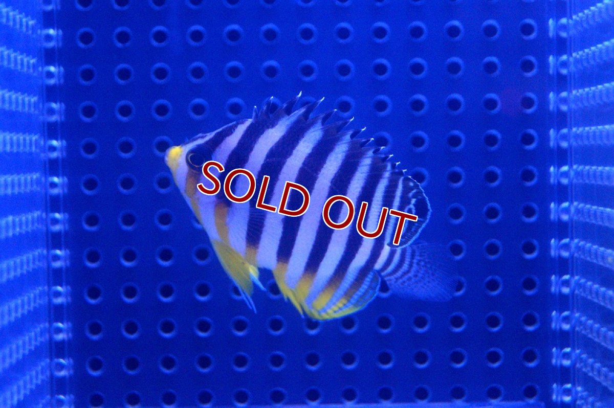 画像3: 【海水魚】シマヤッコ(SM-Mサイズ)(1匹)50-55mm前後　(サンプル画像）（生体）(海水魚)（サンゴ） (3)