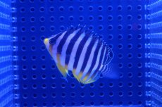 画像3: 【海水魚】【通販】シマヤッコ(SM-Mサイズ)(1匹)50-55mm前後　(サンプル画像）（生体）(海水魚)（サンゴ） (3)