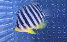 画像2: 【海水魚】【通販】シマヤッコ(M-MLサイズ)(1匹)55-60mm前後(サンプル画像）（生体）(海水魚)（サンゴ） (2)