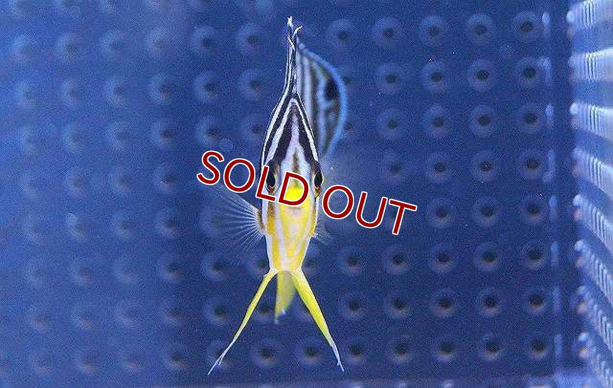 画像3: 【海水魚】シマヤッコ(M-MLサイズ)(1匹)55-60mm前後(サンプル画像）（生体）(海水魚)（サンゴ） (3)