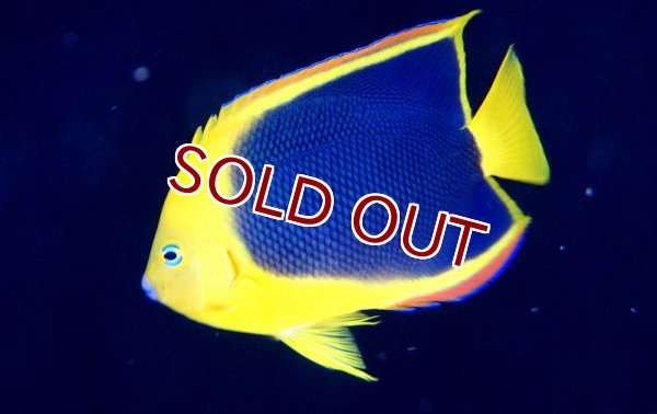海水魚・ヤッコ】ロックビューティー （Lサイズ）(1匹)12-14cm前後(サンプル画像）（生体）(海水魚)（サンゴ） - ペットバルーン  ネットショップ