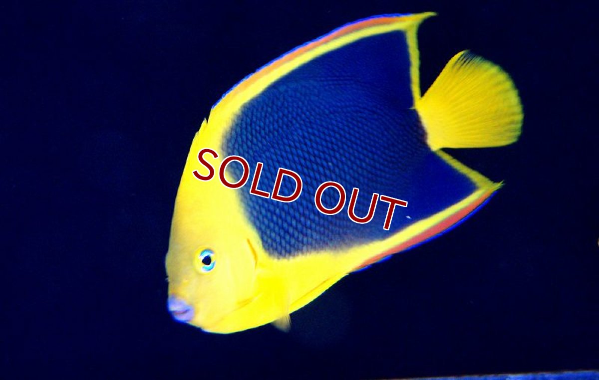 画像2: 【海水魚・ヤッコ】ロックビューティー　（Lサイズ）(1匹)12-14cm前後(サンプル画像）（生体）(海水魚)（サンゴ） (2)