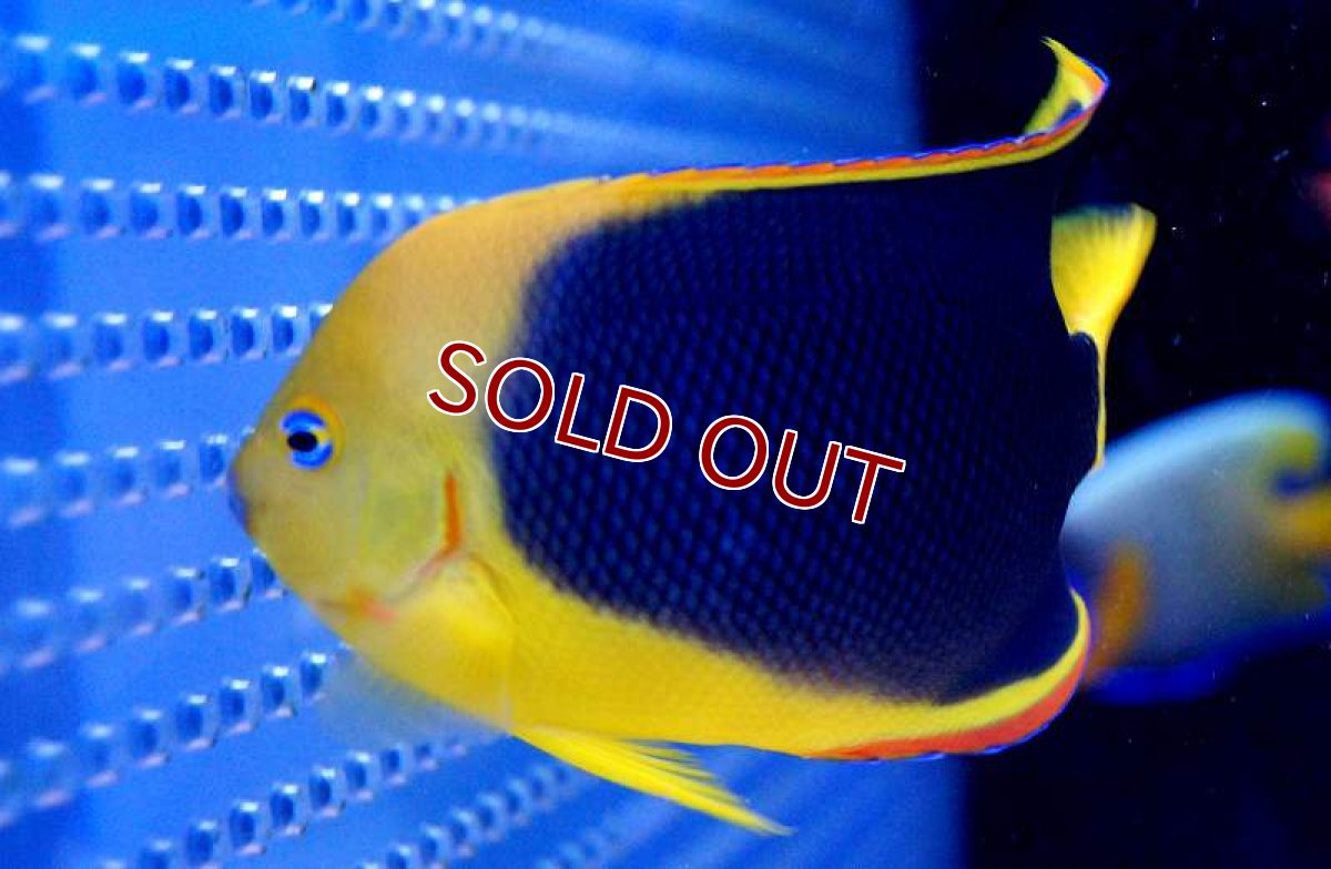 画像3: 【海水魚・ヤッコ】ロックビューティー　（Lサイズ）(1匹)12-14cm前後(サンプル画像）（生体）(海水魚)（サンゴ） (3)