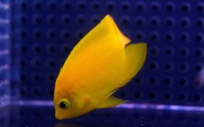 画像1: 【海水魚】【通販】ヘラルドヤッコ(1匹)5-6cm前後(サンプル画像）（生体）(海水魚)（サンゴ） (1)