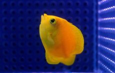 画像2: 【海水魚】【通販】ヘラルドヤッコ(1匹)5-6cm前後(サンプル画像）（生体）(海水魚)（サンゴ） (2)