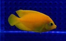 画像3: 【海水魚】【通販】ヘラルドヤッコ(1匹)5-6cm前後(サンプル画像）（生体）(海水魚)（サンゴ） (3)