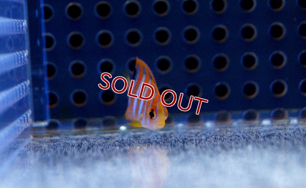 画像2: 【海水魚】ニシキヤッコ(Tiny〜XSサイズ) (1匹)3-4cm前後(サンプル画像）（生体）(海水魚)（サンゴ） (2)