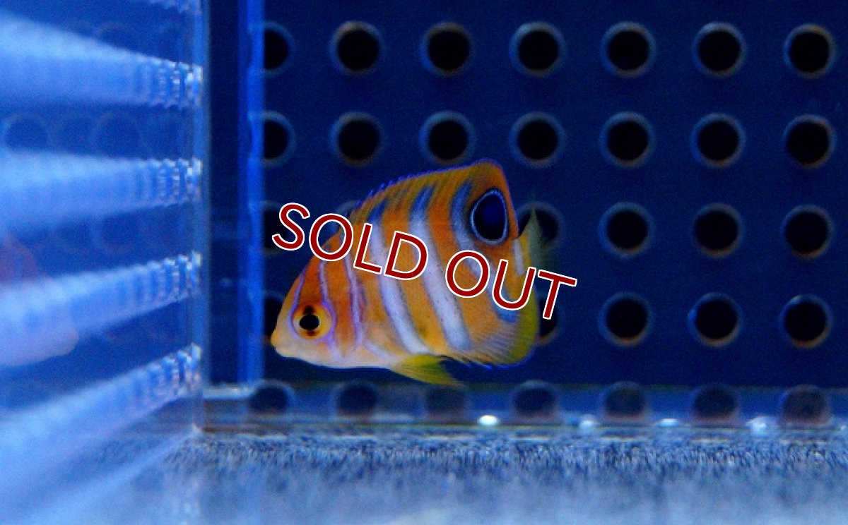 画像3: 【海水魚】ニシキヤッコ(Tiny〜XSサイズ) (1匹)3-4cm前後(サンプル画像）（生体）(海水魚)（サンゴ） (3)