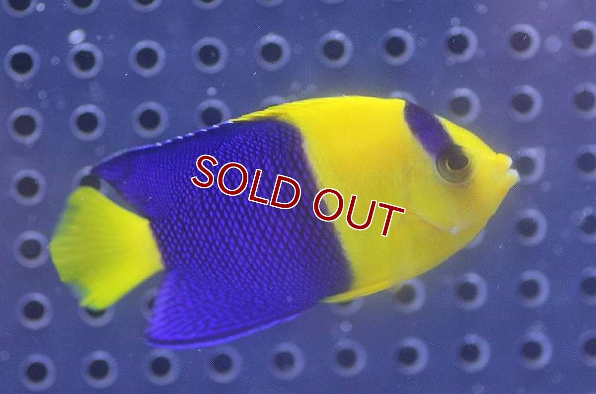 画像1: 【海水魚】ソメワケヤッコ(1匹)4-6cm前後(サンプル画像）（生体）(海水魚)（サンゴ） (1)