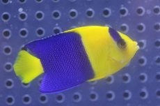 画像1: 【海水魚】【通販】ソメワケヤッコ(1匹)4-6cm前後(サンプル画像）（生体）(海水魚)（サンゴ） (1)