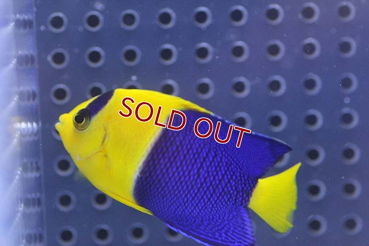 画像2: 【海水魚】ソメワケヤッコ(1匹)4-6cm前後(サンプル画像）（生体）(海水魚)（サンゴ） (2)