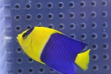 画像2: 【海水魚】【通販】ソメワケヤッコ(1匹)4-6cm前後(サンプル画像）（生体）(海水魚)（サンゴ） (2)