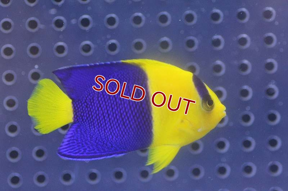 画像3: 【海水魚】ソメワケヤッコ(1匹)4-6cm前後(サンプル画像）（生体）(海水魚)（サンゴ） (3)