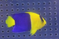 画像3: 【海水魚】【通販】ソメワケヤッコ(1匹)4-6cm前後(サンプル画像）（生体）(海水魚)（サンゴ） (3)