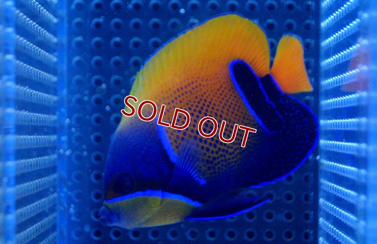 画像2: 【海水魚】イナズマヤッコ(Sサイズ)　(1匹)±6-7cm(サンプル画像）（生体）(海水魚)（サンゴ） (2)