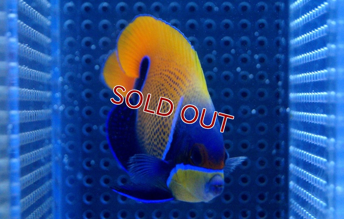 画像3: 【海水魚】イナズマヤッコ(Sサイズ)　(1匹)±6-7cm(サンプル画像）（生体）(海水魚)（サンゴ） (3)