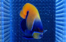 画像3: 【海水魚】イナズマヤッコ(Sサイズ)　(1匹)±6-7cm(サンプル画像）（生体）(海水魚)（サンゴ） (3)