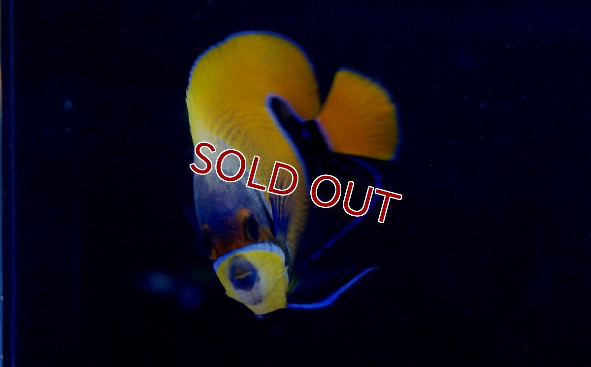 画像2: 【海水魚】イナズマヤッコ(SMサイズ)　(1匹)±7-8cm(サンプル画像）（生体）(海水魚)（サンゴ） (2)