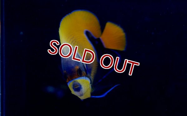 海水魚】イナズマヤッコ(SMサイズ) (1匹)±7-8cm(サンプル画像）（生体