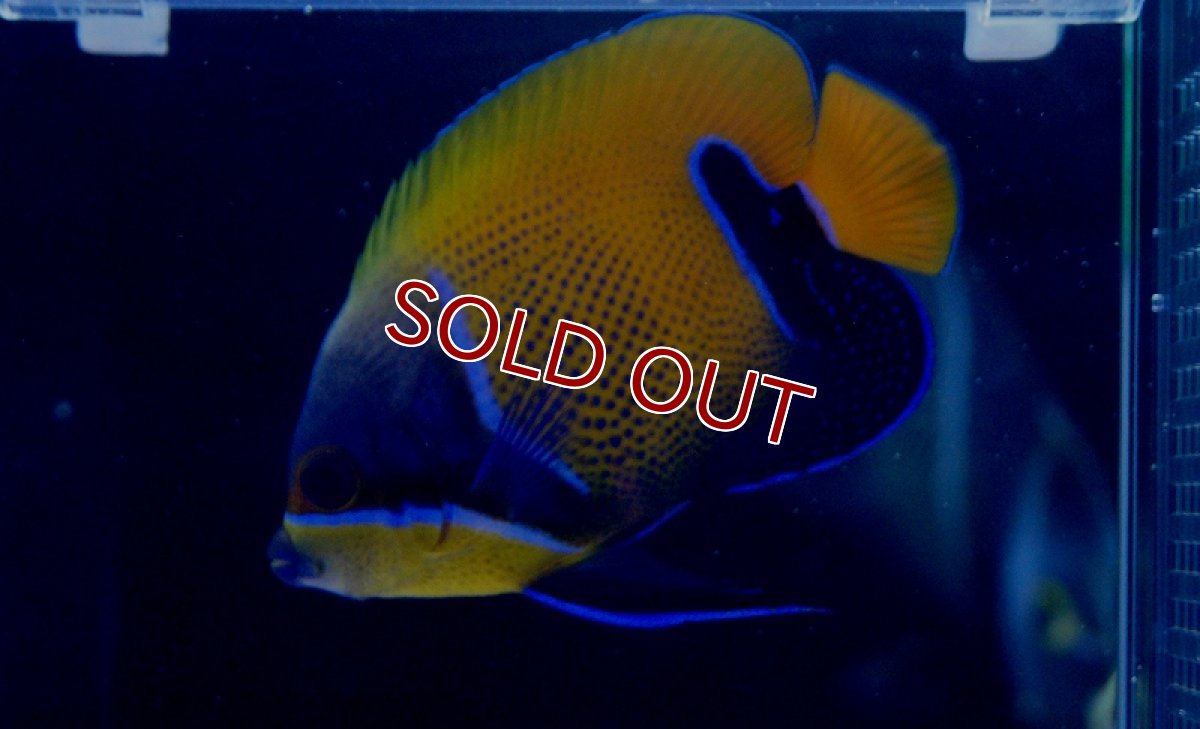 画像3: 【海水魚】イナズマヤッコ(SMサイズ)　(1匹)±7-8cm(サンプル画像）（生体）(海水魚)（サンゴ） (3)