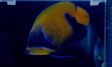 画像3: 【海水魚】【通販】イナズマヤッコ(SMサイズ)　(1匹)±7-8cm(サンプル画像）（生体）(海水魚)（サンゴ） (3)