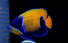 画像1: 【海水魚】イナズマヤッコ (M-MLサイズ)　(1匹)±10-12cm(サンプル画像）（生体）(海水魚)（サンゴ） (1)