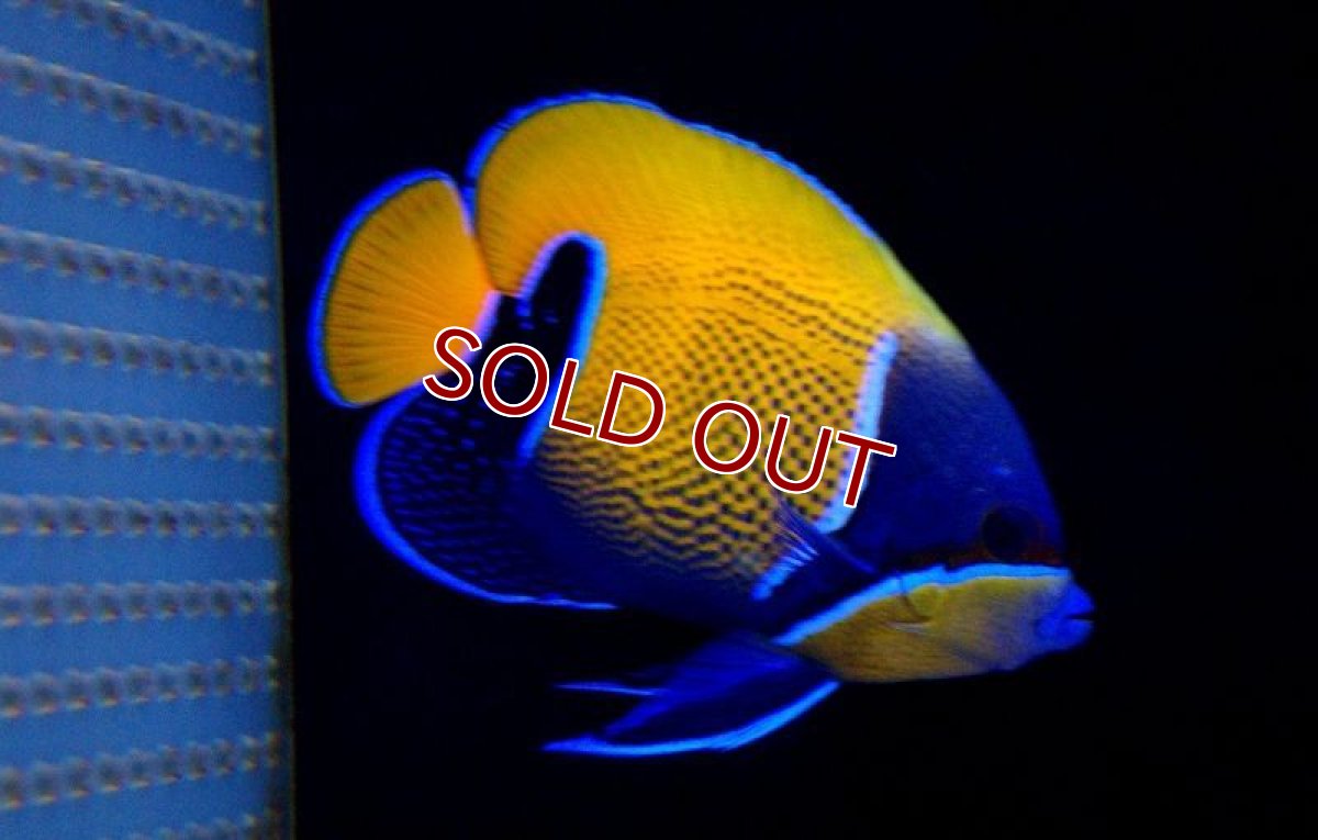 画像2: 【海水魚】イナズマヤッコ (M-MLサイズ)　(1匹)±10-12cm(サンプル画像）（生体）(海水魚)（サンゴ） (2)