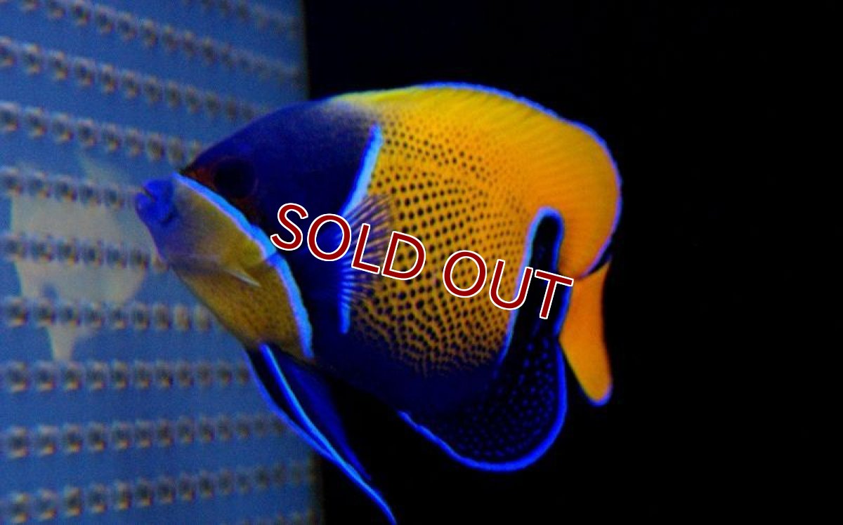 画像3: 【海水魚】イナズマヤッコ (M-MLサイズ)　(1匹)±10-12cm(サンプル画像）（生体）(海水魚)（サンゴ） (3)