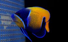 画像3: 【海水魚】イナズマヤッコ (M-MLサイズ)　(1匹)±10-12cm(サンプル画像）（生体）(海水魚)（サンゴ） (3)