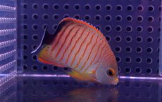 画像2: 【海水魚】エイブリーエンゼル　(S-SMサイズ）(1匹)5-6cm前後(サンプル画像）（生体）(海水魚)（サンゴ） (2)