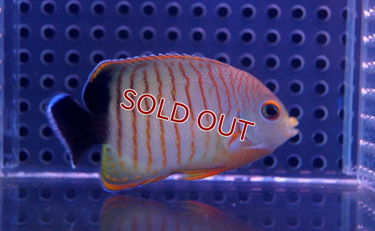 画像1: 【海水魚】エイブリーエンゼル （ML-Lサイズ）(1匹)7-9cm前後(サンプル画像）（生体）(海水魚)（サンゴ） (1)