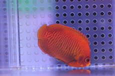 画像1: 【海水魚】【通販】ゴールデンエンゼル (SM-Mサイズ）　(1匹)5-6cm前後(サンプル画像）（生体）(海水魚)（サンゴ） (1)