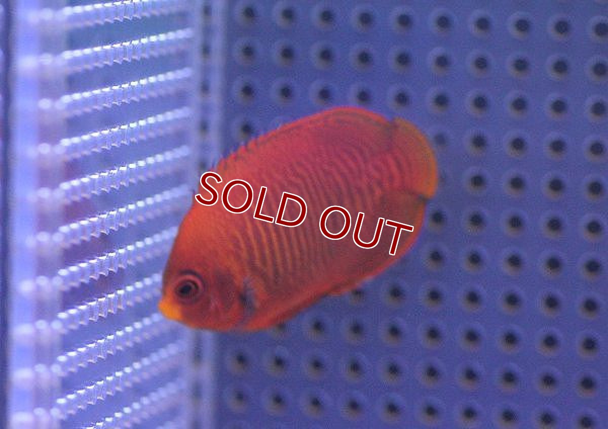 画像2: 【海水魚】ゴールデンエンゼル (SM-Mサイズ）　(1匹)5-6cm前後(サンプル画像）（生体）(海水魚)（サンゴ） (2)