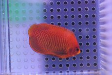 画像3: 【海水魚】【通販】ゴールデンエンゼル (SM-Mサイズ）　(1匹)5-6cm前後(サンプル画像）（生体）(海水魚)（サンゴ） (3)