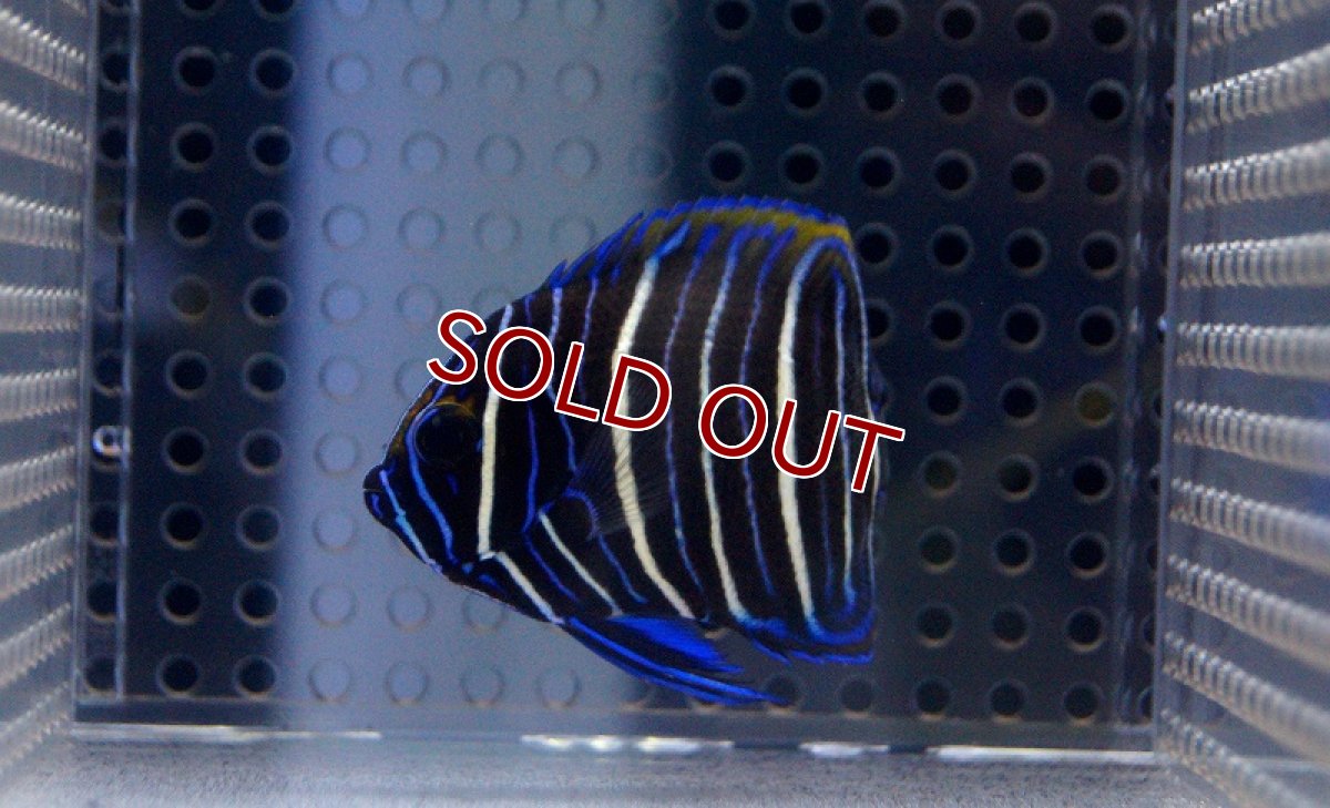 画像2: 【海水魚】ブルーフェイスエンゼル(アデヤッコ) 幼魚 (1匹)50-65mm前後(サンプル画像）（生体）(海水魚)（サンゴ） (2)