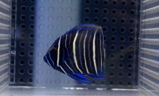 画像2: 【海水魚】【通販】ブルーフェイスエンゼル(アデヤッコ) 幼魚 (1匹)50-65mm前後(サンプル画像）（生体）(海水魚)（サンゴ） (2)