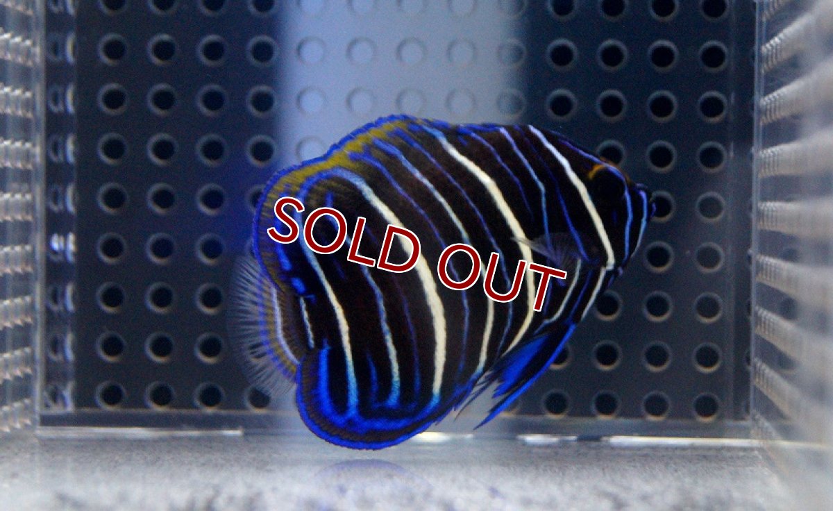 画像3: 【海水魚】ブルーフェイスエンゼル(アデヤッコ) 幼魚 (1匹)50-65mm前後(サンプル画像）（生体）(海水魚)（サンゴ） (3)