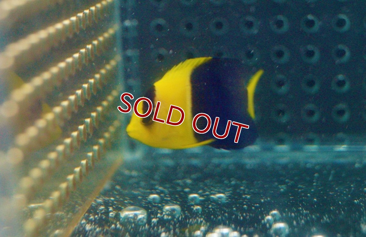 画像2: 【海水魚】【数量限定特価】ソメワケヤッコ（XSサイズ）(1匹)3-4cm前後(サンプル画像）（生体）(海水魚)（サンゴ） (2)