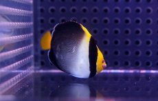 画像1: 【海水魚】【通販】チリメンヤッコ　(1匹) 5-7ｃｍm前後(サンプル画像）（生体）(海水魚)（サンゴ） (1)