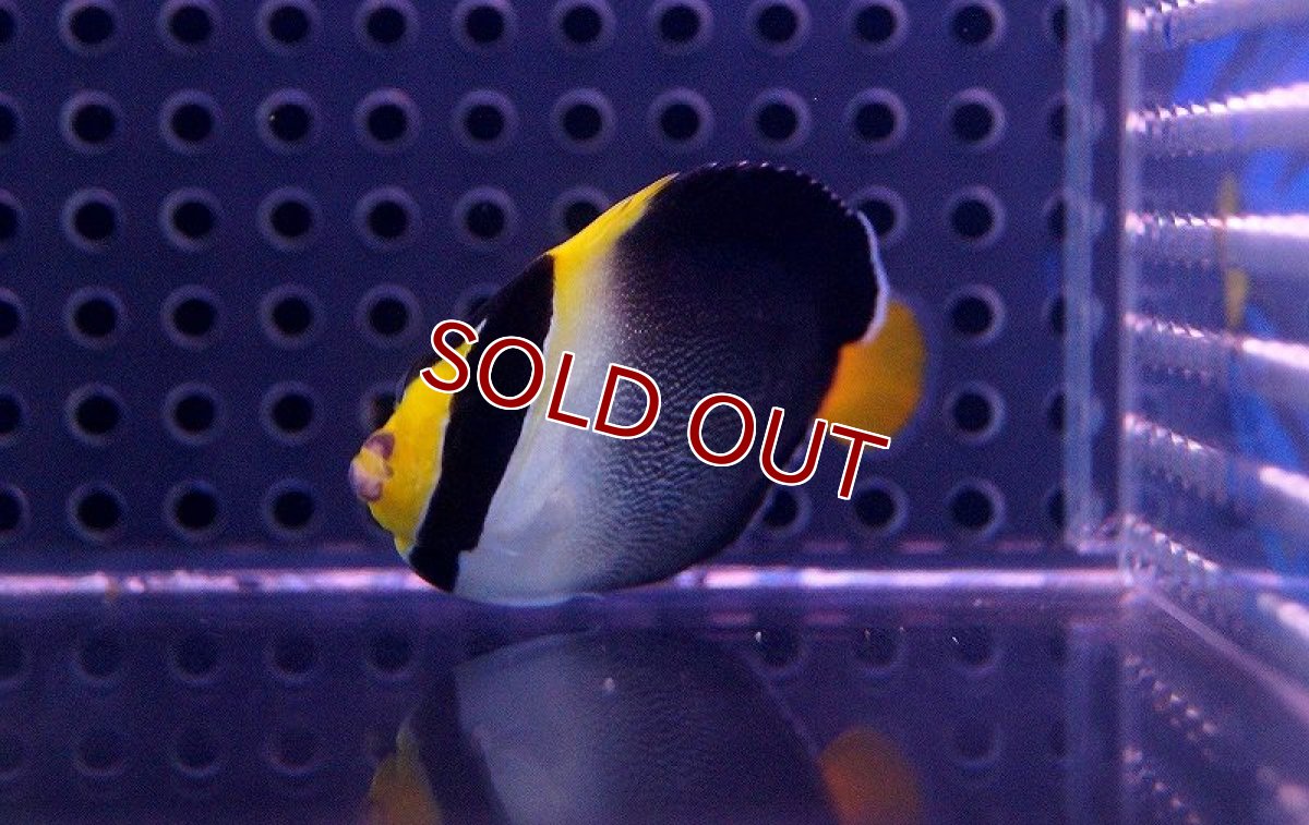 画像2: 【海水魚】チリメンヤッコ　(1匹) 5-7ｃｍm前後(サンプル画像）（生体）(海水魚)（サンゴ） (2)