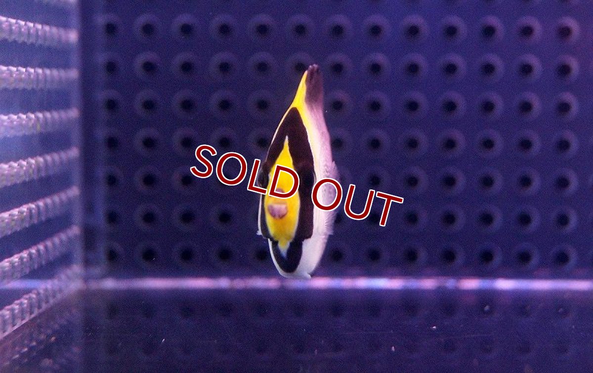 画像3: 【海水魚】チリメンヤッコ　(1匹) 5-7ｃｍm前後(サンプル画像）（生体）(海水魚)（サンゴ） (3)