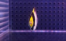 画像3: 【海水魚】【通販】チリメンヤッコ　(1匹) 5-7ｃｍm前後(サンプル画像）（生体）(海水魚)（サンゴ） (3)