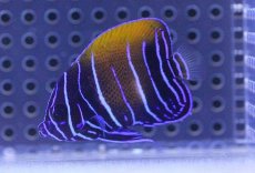 画像1: 【海水魚】イナズマヤッコ(幼魚）(1匹)±5cm前後(サンプル画像）（生体）(海水魚)（サンゴ） (1)