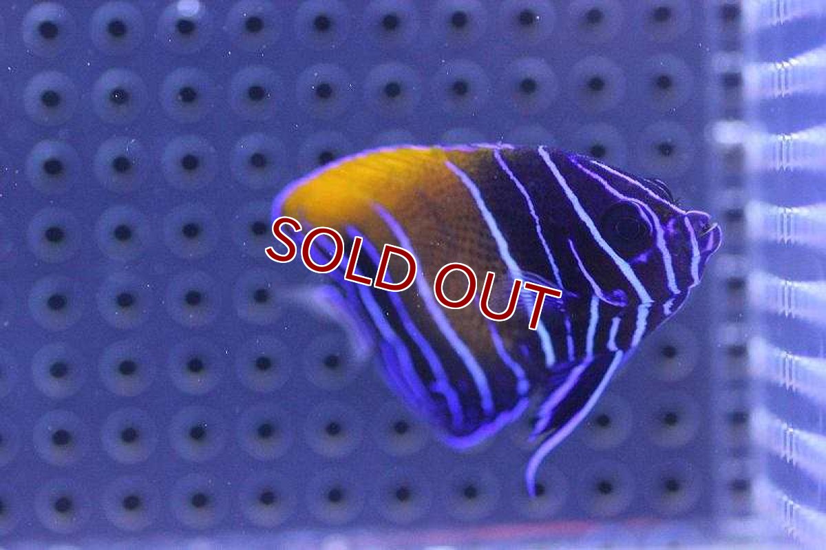 画像2: 【海水魚】イナズマヤッコ(幼魚）(1匹)±5cm前後(サンプル画像）（生体）(海水魚)（サンゴ） (2)