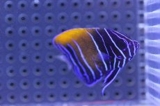 画像2: 【海水魚】イナズマヤッコ(幼魚）(1匹)±5cm前後(サンプル画像）（生体）(海水魚)（サンゴ） (2)