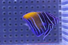 画像2: 【海水魚】【通販】イナズマヤッコ(幼魚）(1匹)±5cm前後(サンプル画像）（生体）(海水魚)（サンゴ） (2)