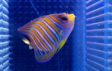 画像1: 【海水魚】【通販】ニシキヤッコ(SMサイズ）(1匹)±7-8cm前後(サンプル画像）（生体）(海水魚)（サンゴ） (1)